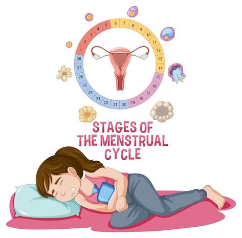 Stages Of Menstrual Cycle, Menstrual Cycle Phases, Period Days, The Menstrual Cycle, Cartoon Svg, Cartoon Photo, Drawing Cartoon, Cartoon Drawing, Cartoon Images