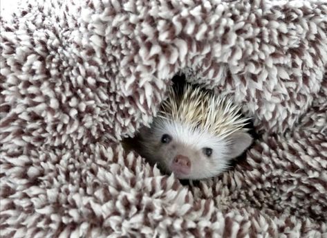 Black Hedgehog, Hedgehog Pet, Hedgehogs, Cuteness Overload, Animals And Pets, Cute Animals, Pet, Animals, Quick Saves