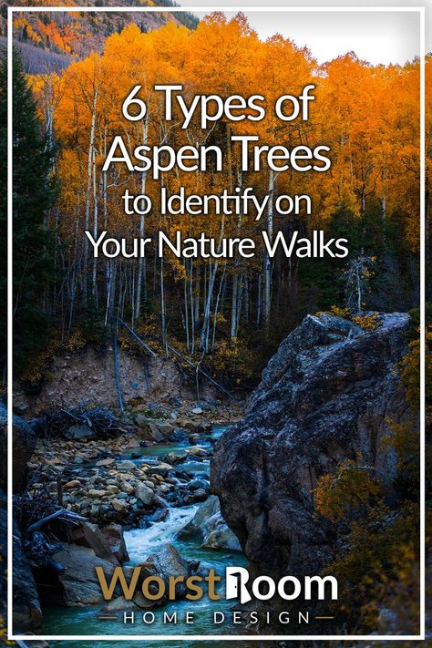 Types of Aspen Trees Forest Hike, Trees Forest, Aspen Trees, Walking In Nature, The Landscape, Tree Art, Green Thumb, Aspen, Garden Design