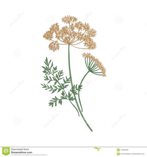 Anise Flower, Fennel Pollen, Plant Sketches, Anise Seed, Plant Tattoo, Aromatic Herbs, Flower Illustration, Inspiration Board, Fennel