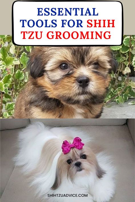 Shih Tzus are beloved for their long, flowing coats and adorable faces. However, maintaining that luxurious coat requires regular grooming with the right tools. Proper grooming not only keeps your Advice Videos, Shih Tzu Grooming, Senior Dogs, Shih Tzus, Essential Tools, Homemade Treats, Senior Dog, Dog Training Tips, Training Tips