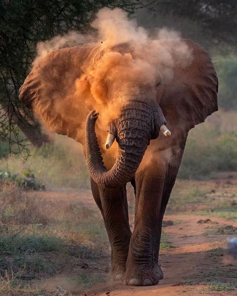 Lara Jackson on Instagram: “There’s nothing more powerful and intimidating than a bull elephant in musth - a condition where the males experience a surge in…” Male Elephant, Bull Elephant, Photoshop Help, Editing Video, Funny Photoshop, Photoshop Pics, Photo Editing Photoshop, Paws And Claws, Funny Photography