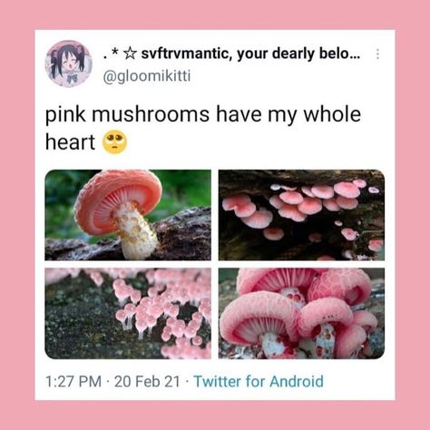 Mushroom Pictures, Plant Fungus, Pretty Plants, Alam Yang Indah, Nature Aesthetic, Cool Plants, Flowers Nature, Botany, Amazing Nature