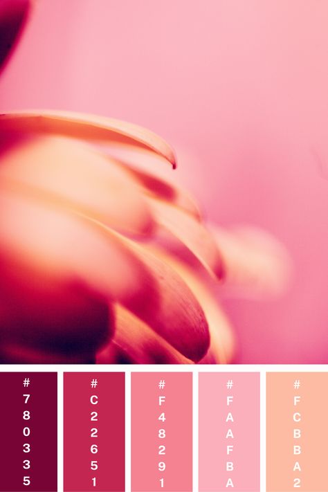 A soft pink color palette highlighting the delicate curves of flower petals, with warm blush tones and a smooth, creamy background, creating a serene and intimate composition. Pink Color Palette Hex Codes, Color Palette Hex Codes, Soft Pink Color Palette, Color Scheme Generator, Creamy Background, Pink Color Palette, Color Palette Pink, Hex Codes, Soft Pink Color