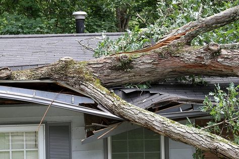 Accidents happen, are you prepared for when they do? This guide can help you make the most out of your homeowners' insurance when it comes to replacing a roof and help you decide what to use to protect your home in the future! Roof Damage, Weather Storm, Cotton Decor, Fallen Tree, Roof Inspection, Roof Maintenance, Tree Felling, Roofing Companies, House Roof