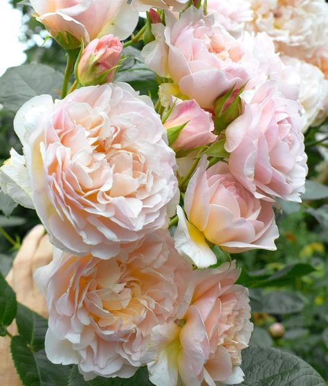 Rose Emily Bronte Emily Bronte Rose, Types Of Roses, Emily Bronte, Rose Garden, Bouquets, Blossom, Roses, Plants