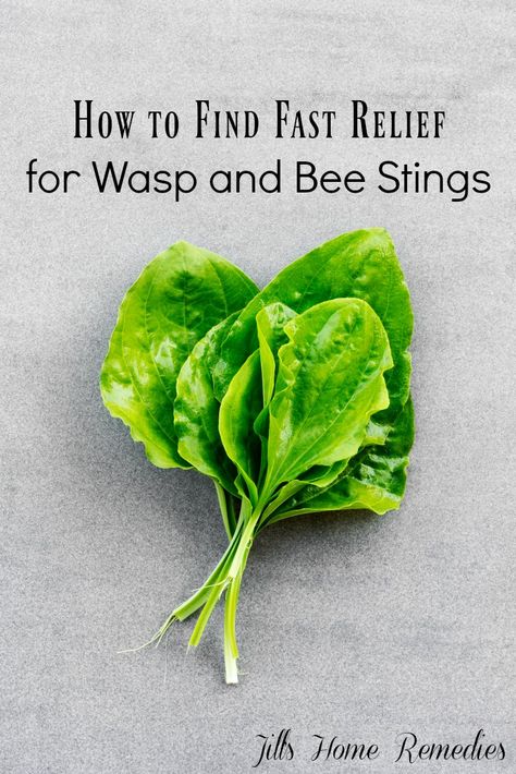 How to Find Fast Relief for Wasp and Bee Stings - Natural Remedies Mom Wellness Cabinet, Herb Healing, Wasp Sting, Remedies For Bee Stings, Medicinal Foods, Sting Relief, Pineapple Health Benefits, Healing Nature, Wasp Stings