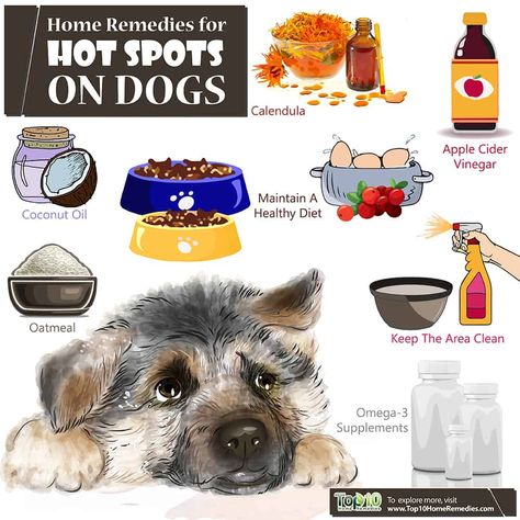 home remedies for hot spots on dogs Diy Hot Spot Remedy For Dogs, Hot Spot Remedies For Dogs, Dog Hot Spot Remedy Diy, Hot Spots On Dogs, Dog Rash, Dog Mange, Dog Hot Spots, Itchy Dog, Top 10 Home Remedies