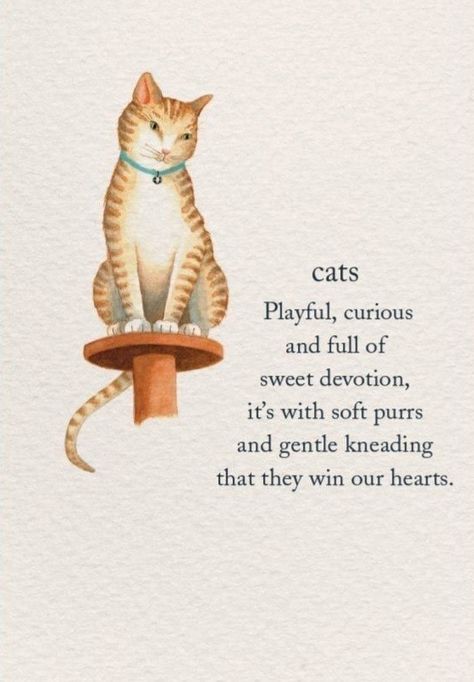 Demotivational Posters, Animal Symbolism, Flower Meanings, Symbols And Meanings, Spiritual Symbols, Flower Quotes, Cat Quotes, A Poem, About Cats