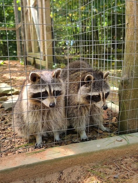 Raccoon Proof Chicken Coop, Chicken Pen Ideas, Chicken Runs Ideas Pens, Black Chicken Coop, Chicken Run Ideas, Raccoon Repellent, Getting Rid Of Raccoons, Quail Pen, Chicken Pens