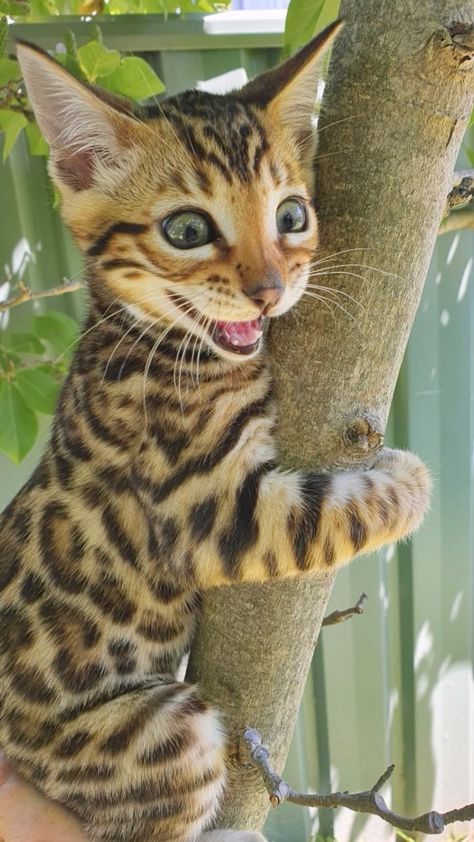 Evolutionary Art, Bengal Kitten, Bengal Cats, 4 By 4, Toyota 4x4, Toyota 4, Pets 3, Pretty Animals, Cat Photography