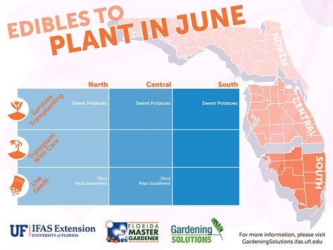 Graphic listing fruits and vegetables to plant in June for Florida, see Gardening Calendar publications linked below for text versions. #gardeningcalendar What To Plant When, Florida Plants, Vegetable Garden Tips, Florida Gardening, Garden Calendar, Fall Garden Vegetables, Permaculture Gardening, Agricultural Science, Winter Vegetables