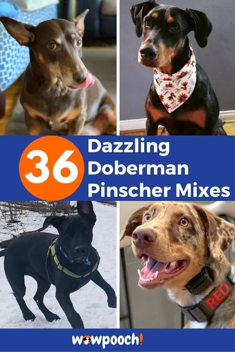 List Of Doberman Pinscher Mix Breed Dogs Doberman Mixed Breed, Mix Breed Dogs, Sheepdog Breeds, Doberman Shepherd, Doberman Mix, Basset Hound Mix, Siberian Husky Mix, Cocker Spaniel Mix, Rottweiler Mix