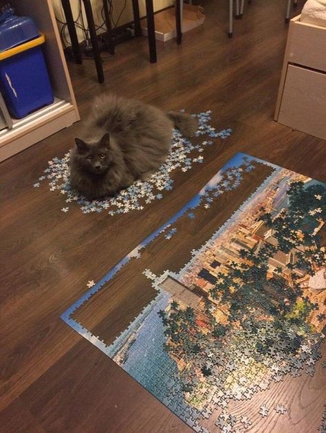 Cat Puzzle, Funny Cat Pictures, Sweet Animals, Cute Funny Animals, Crazy Cats, Cat Pics, Cat Love, Beautiful Creatures, Funny Cute