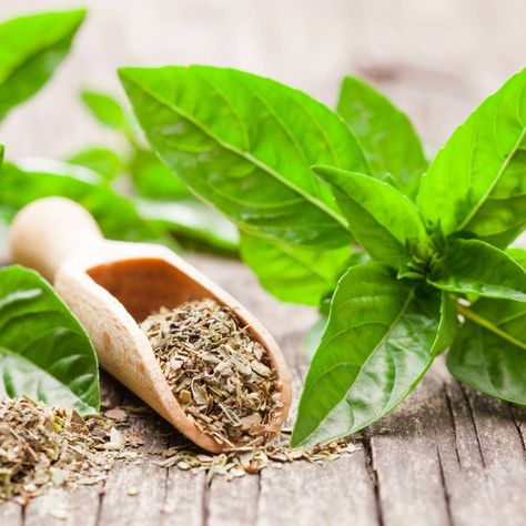 How To Dry Fresh Basil Leaves - 4 Easy Techniques You Can Use Dry Basil, Dried Basil Leaves, Microwave Plate, Basil Leaf, Dried Basil, Sweet Basil, Culinary Herbs, Holy Basil, Alkaline Foods