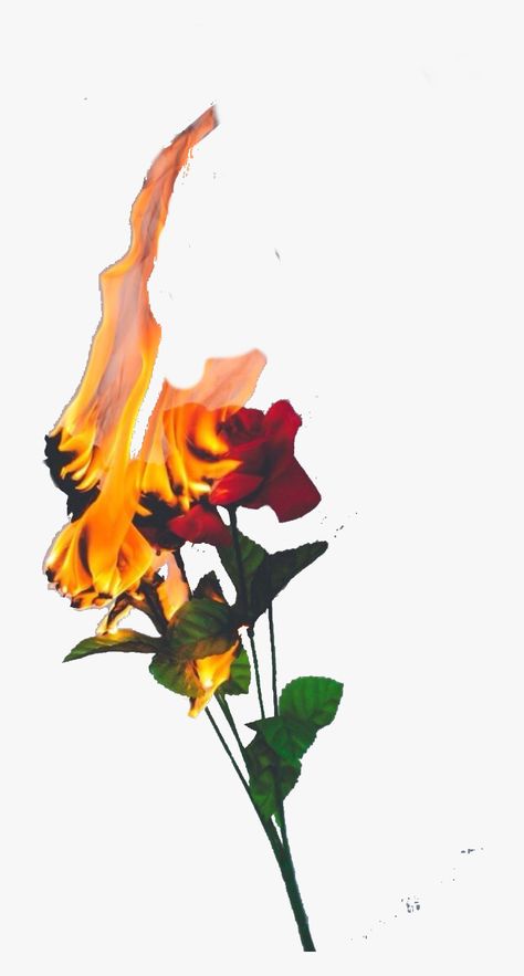 Rose Hd, Rosé Hd, Broken Rose, Burning Rose, Dragon Wallpaper Iphone, Rose Png, Broken Screen Wallpaper, Flame Tattoos, Rosé Png