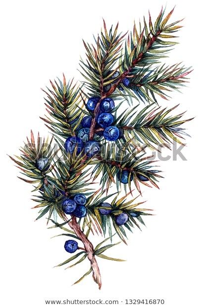 Juniper Flower, Juniper Branch, Branch Drawing, Juniper Tree, Branch Vector, Blue Berries, Branch Art, Christmas Berries, Watercolor Vintage