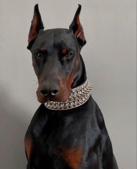 Perro Doberman Pinscher, Black Doberman, Doberman Dog, Malinois Dog, Rare Dogs, Doberman Pinscher Dog, Scary Dogs, Doberman Dogs, Pretty Dogs