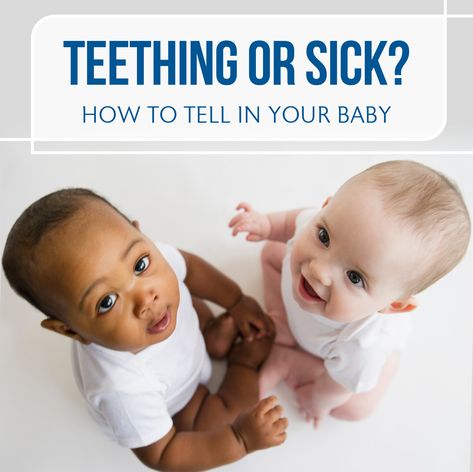 Teething isn't fun for your little one, but how do you know if your baby's symptoms are a sign of teething or becoming sick? Learn the signs from a Franciscan Physician Network pediatrician #ontheblog.  Visit our link in the profile, above.  #teethingbaby #teething  #babiesofinstagram #babyteeth #soother  #teethingorsick #teethingorcold #teethingorsicknotsure Teething Fever Remedies, Teething Symptoms Baby, Baby Runny Nose, Teething Fever, Signs Of Teething, Baby Teething Chart, Questions For Parents, Baby Teething Remedies, Teething Chart