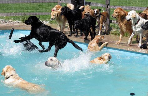 Watch the Happiest Dogs in the World Splash Around at a Doggy Pool Party Pet Daycare, Kennel Ideas, Top Dog Breeds, Best Above Ground Pool, Dog Pool, Goldendoodle Puppy, Of Montreal, Dog Party, Dog Daycare