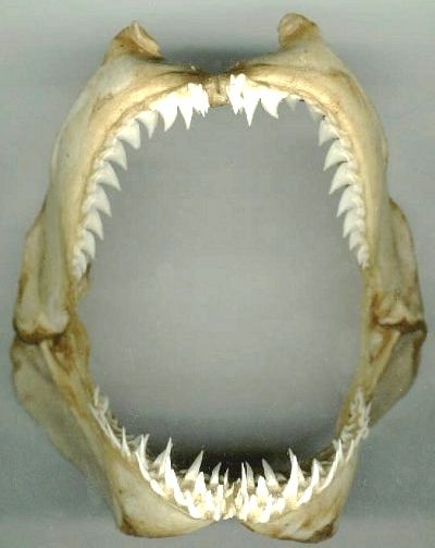 shark mouth bones - Google Search ---T. wants to fit a shark's jaw bone into the decor of the boys bathroom. This, along with the fossil fish tiles Sharks With Human Teeth, Heart Anatomy Drawing, Sharks Teeth Display, Different Shark Teeth, Shark Jaws Tattoo, Resin Shark Teeth, Shark Information, Great White Shark Teeth, Shark Mouth