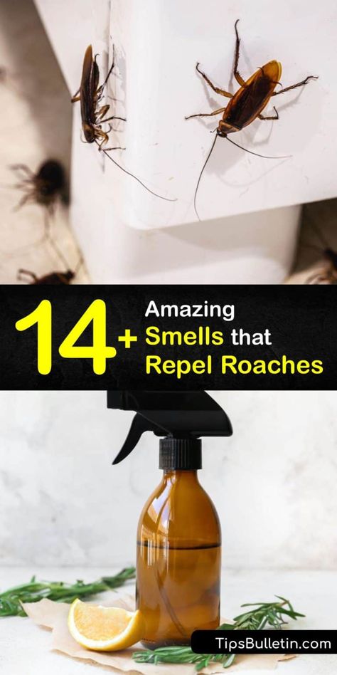 Roach Remedies, Cockroach Repellent, Repellent Diy, Diy Bug Repellent, Kill Roaches, Diy Bug Spray, Roach Killer, Bug Spray Recipe, Natural Mosquito Repellant