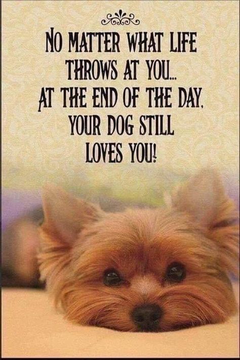 Dog Poems, Quotes Smile, Yorkie Moms, Yorkie Terrier, Yorkie Lovers, Silky Terrier, Yorkie Dogs, Yorkshire Terrier Puppies, Rottweiler Puppies