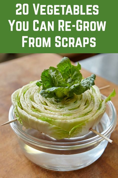 How To Regrow Veggies From Scraps, Vegetables You Can Regrow, Vegetables That Regrow Themselves, Growing Vegetables In Containers Container Gardening, Growing Veggies From Scraps, Regrow Plants From Cuttings, How To Propagate Vegetables, How To Harvest Seeds From Vegetables, Easy Vegetable Garden Ideas On A Budget