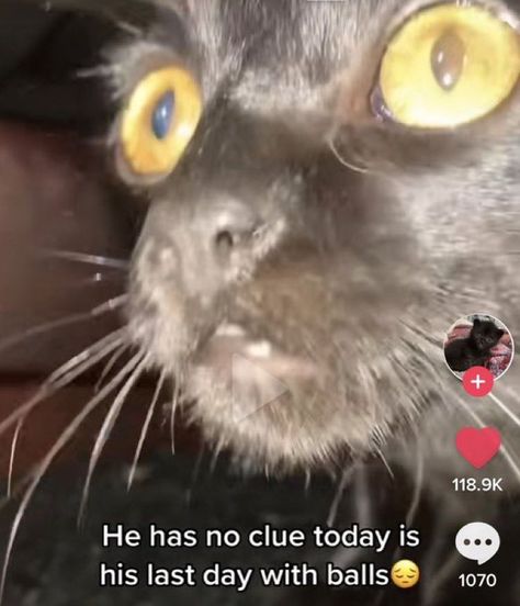 Tiktok Screenshots, Silly Cats Pictures, Silly Images, Silly Animals, Silly Cats, Funny Me, Funny Laugh, Cat Pics, Cat Memes