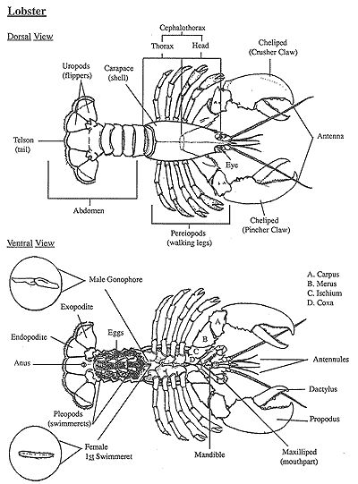 lobster diagram Lobster Anatomy, Lobster Drawing, Internal Anatomy, Oceanography Marine Biology, Lobster Art, Live Lobster, Recipes Learn, Crab And Lobster, Lobster Recipes