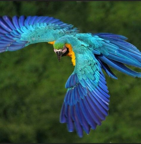 Stunning Macaw in Brazil - Heavenly Blues Brazil Animals, Blue Gold Macaw, Parrot Flying, Blue Macaw, Parrots Art, Macaw Parrot, Manhattan Project, Pretty Animals, Tropical Birds