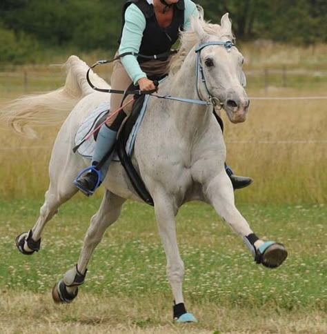 Endurance Arabians have more stamina than other breeds in long distance racing, which is why the breed excels in the sport. Arabian Horse Riding, Action Drawing Reference, Endurance Horse, Action Drawing, Strong Woman Tattoos, Endurance Riding, Horse Markings, Horse Poses, Beautiful Arabian Horses