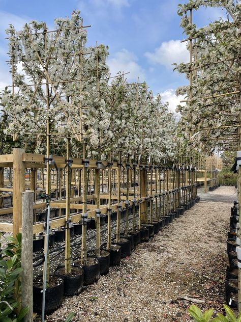 Crabapple Tree Landscaping, Crab Apple Jelly, Pleached Trees, Tree Landscaping, Landscaping Trees, Crabapple Tree, Apple Trees, Garden Compost, Walled Garden