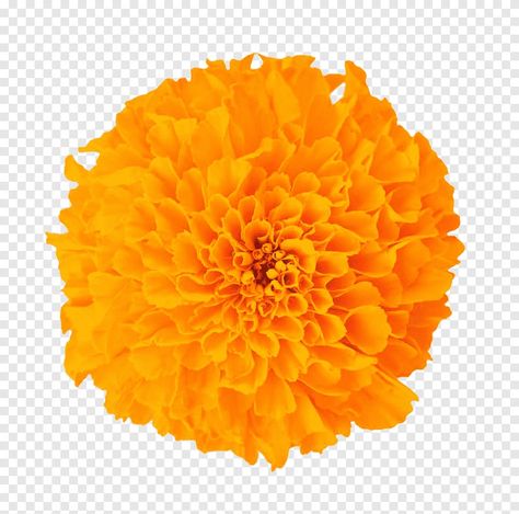 Circle Template, Marigold Flower, Flower Garlands, Art Painting Acrylic, Png Download, Free Png, Png Image, Png Images, Acrylic Painting