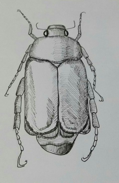 Beetle Bug Drawing, Beetle Drawing Reference, Creepy Insects Drawing, Insect Drawing Sketchbooks, Bugs Drawing Sketches, Beetle Drawing Simple, Beetle Drawings, Aesthetic Insects, Insects Sketch