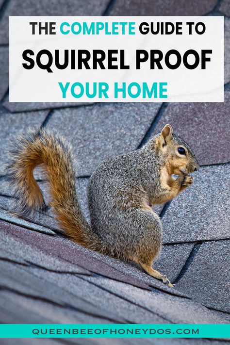 Squirrel Repellant, Getting Rid Of Raccoons, Get Rid Of Squirrels, Bee Safe, Glue Traps, Mice Repellent, Rat Traps, Mouse Traps, Flying Squirrel