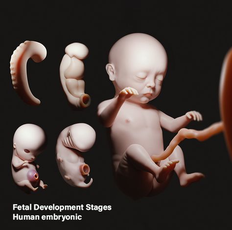 Prenatal Development, Embryonic Development, Human Embryo, Gestational Age, Fetal Development, Texture Mapping, Human Development, Prenatal, Banner Ads