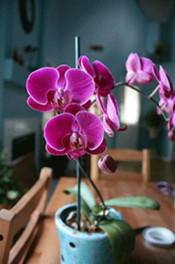 When To Repot Orchids, Phaelonopsis Orchid, Phalaenopsis Orchid Care, Repotting Orchids, Orchid Pots, Orchid Plant Care, Orchid Roots, Orchid Plant, Growing Orchids