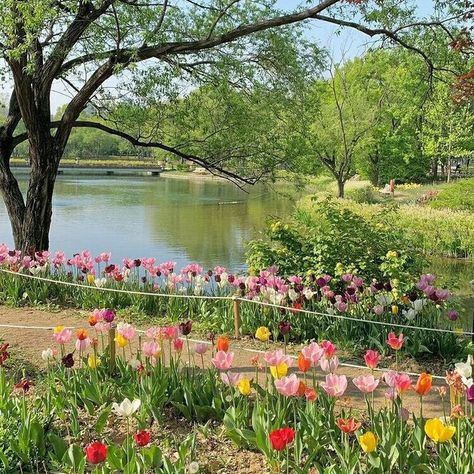 Green Field With Flowers, Japanese Flower Field, Grass Aesthetic, Korean Garden, Forest Picnic, Scenery Forest, Garden Forest, Travel People, Patio Design Ideas