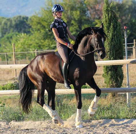 Courtesy, Alizée Froment  I desperately hope this will be me someday Horses Andalusian, Horses Friesian, Horse Palomino, Husky Corgi, Bareback Riding, Horse White, Show Jumping Horses, Bitless Bridle, Corgi Puppies