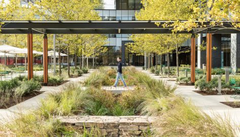 Rain Garden Landscape, Japanese Garden Zen, Extensive Green Roof, Gardening Tattoo, Gardening Wallpaper, Wallpaper Garden, Prairie Planting, River Birch, Space Aesthetic