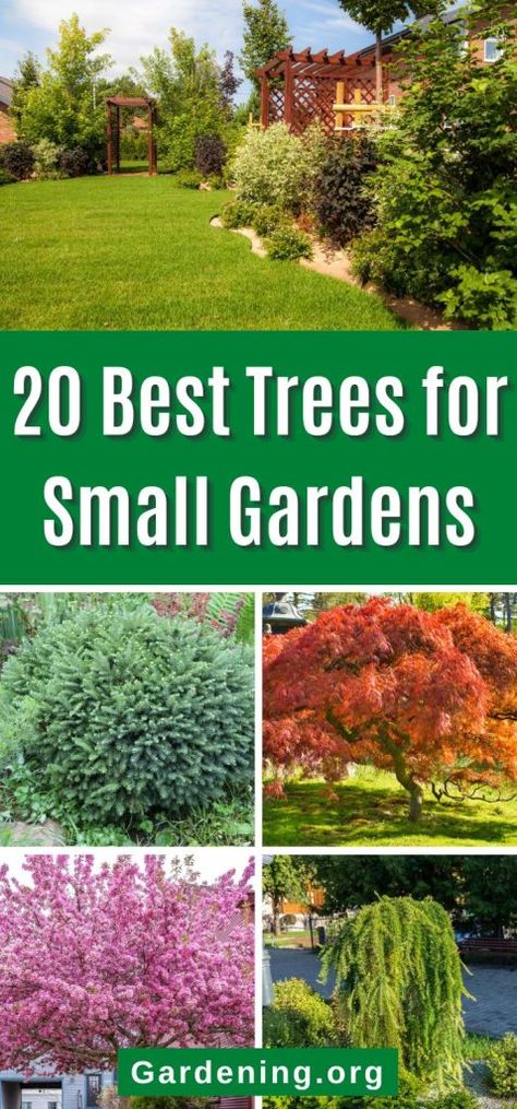 Trees For Backyard Landscaping, Trees In Small Gardens, Full Sun Small Trees, Flowering Trees For Small Gardens, Small Flowering Trees For Landscaping, Decorative Trees For Landscaping, Trees For Small Gardens Uk, Tree Placement In Backyard, Short Trees For Landscaping