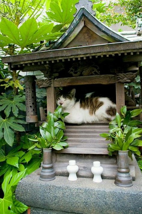 Meditating Cat shinto shrine Photo Animaliere, Söpö Kissa, Phnom Penh, Pattaya, Cats Meow, Cute Kittens, Chiang Mai, Crazy Cat Lady, 귀여운 동물