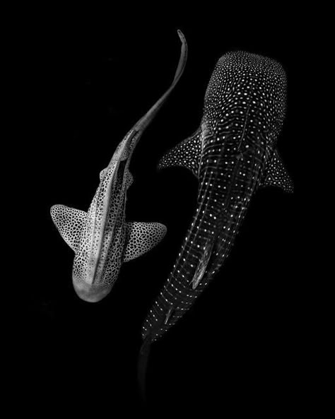 Spotted Whale Shark, Sharks Black And White, Whale Shark Black And White, Black And White Shark Photography, Whale Shark Reference Photo, Spotted Shark Tattoo, Whale Sharks Tattoo, Hammerhead Shark Photography, Aesthetic Shark Pictures