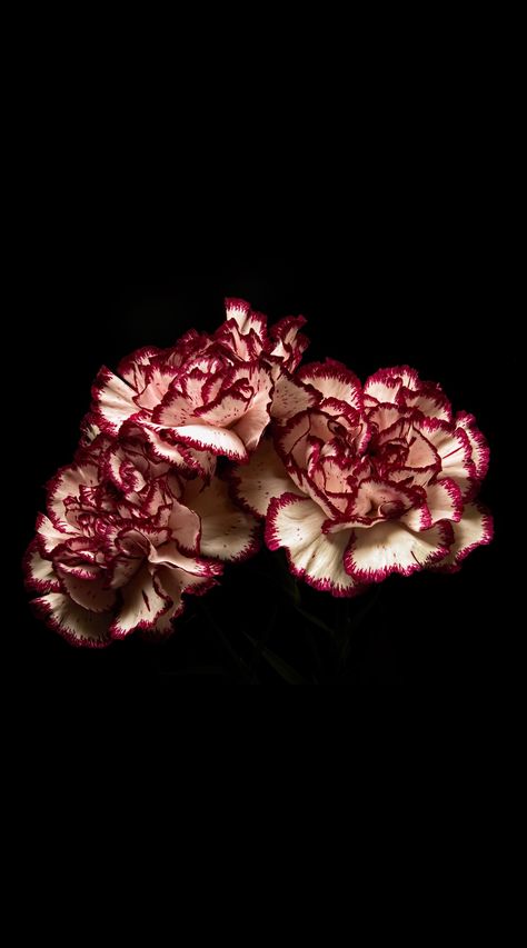 Flower Wallpaper Trend, Iphone Images, Success Art, River Summer, Flowers Black Background, Artist Wall, Image Nature, Nothing But Flowers, Carnation Flower