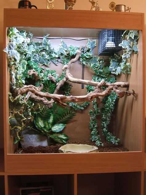 Not a big fan of the vines, but I do love the wood perches! gorgeous and perfect natural perch for green tree pythons. Green Tree Boa, Boa Enclosure, Emerald Green Tree, Crested Gecko Vivarium, Crested Gecko Habitat, Iguana Cage, Gecko Vivarium, Terrarium Design, Snake Cages