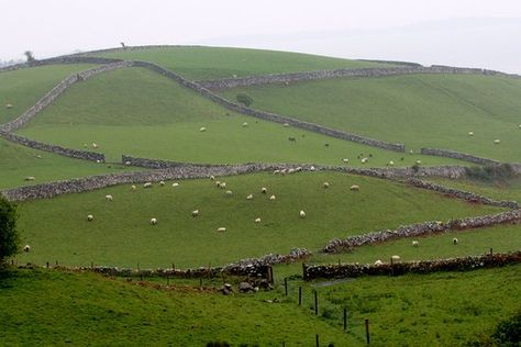 Goose Art, Dream Places To Go, Carribean Blue, Ireland Pictures, Plans For The Future, Sheep Art, Oh My Heart, Head Off, Mother Goose