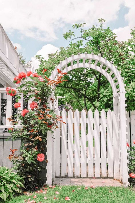 Things To Do In The Hamptons, Picket Gate, Wood Picket Fence, Colorful Shrubs, Living Fence, Garden Stand, White Picket Fence, Garden Pictures, Fence Ideas