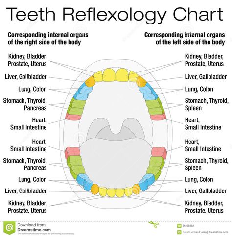 Teeth Reflexology, Tooth Extraction Aftercare, Tooth Extraction Healing, Remedies For Tooth Ache, Tooth Chart, Reflexology Chart, Reflexology Massage, Foot Reflexology, Tooth Extraction