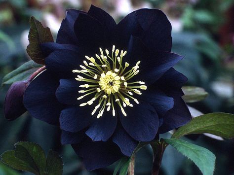 Black Onyx Helleborus flower Black Hellebore, Black Plants, Goth Garden, Lenten Rose, Gothic Garden, Double Black, Black Garden, Moon Garden, Pretty Plants